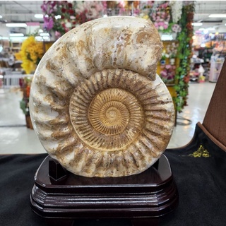 ฟอสซิลหอยแอมโมไนท์ แอมโมไนต์ ฟอสซิล(Ammonite)น้ำหนักพร้อมฐาน 7.48 kg. จัดมาให้สำหรับนักสะสม