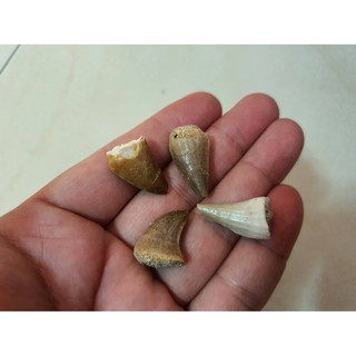 ฟอสซิลฟันไดโนเสาร์ โมซาซอรัส ขนาดเล็ก (Small Dinosaur Tooth Mosasaurus Tooth)