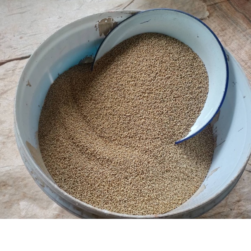 #เมล็ดหญ้าอิตาเลี่ยน ปี68 #เมล็ดพันธุ์หญ้าอิตาเลี่ยน #เกรียงศักดิ์พันธุ์หญ้าสกลนคร #หญ้าเลี้ยงวัว - รูปที่ 2