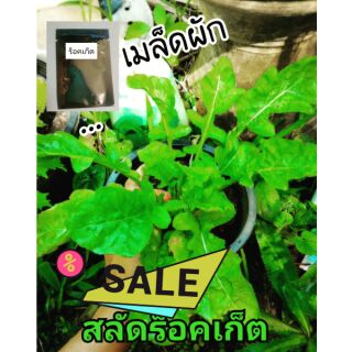 เมล็ดผักสลัด สลัดร็อคเก็ต 200เมล็ด เมล็ดพันธุ์​ งอกดี พร้อมส่ง