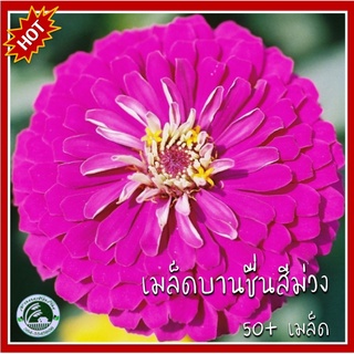 50+ เมล็ด บานชื่นสีม่วง Purple Prince Zinnia บานชื่น เมล็ดบานชื่น เมล็ดบานชื่นสีม่วง เมล็ดบานชื่นม่วง เมล็ดดอกบานชื่น