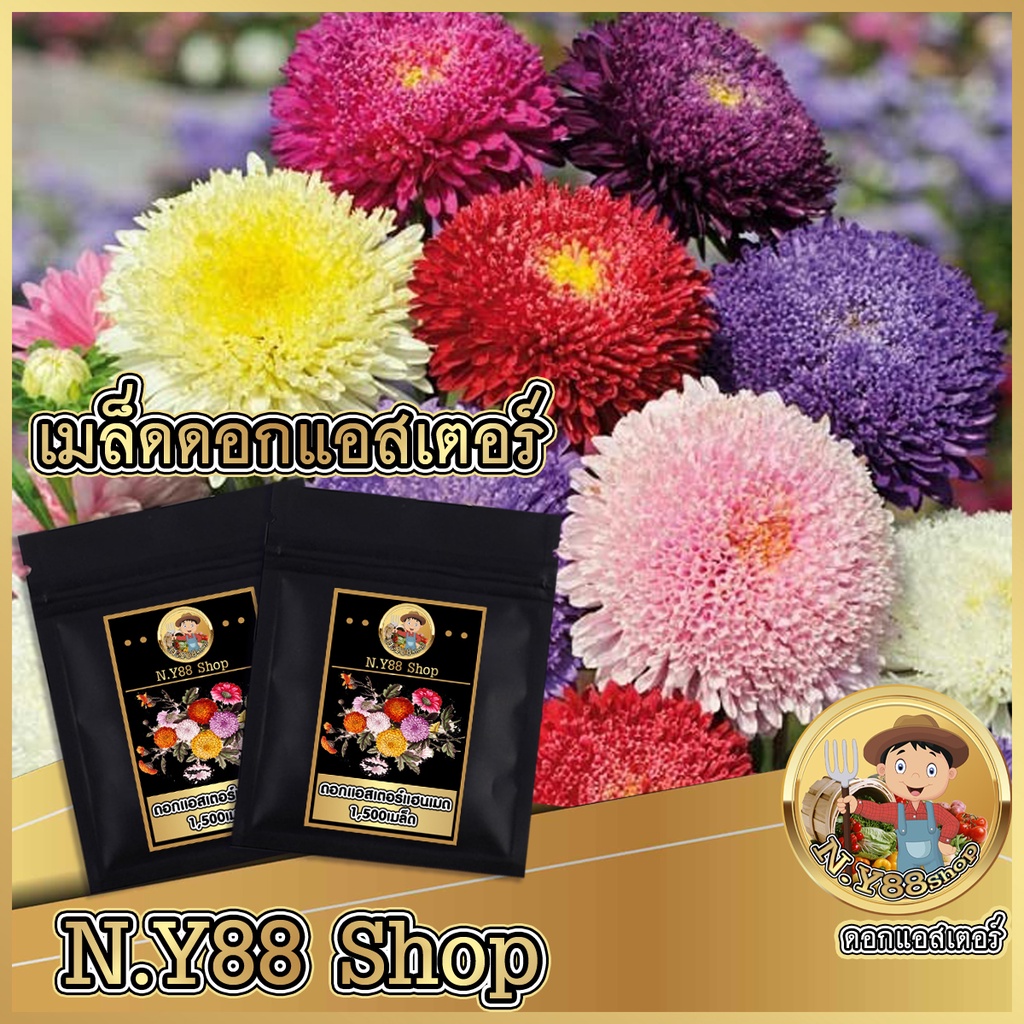 5แถม1เมล็ดดอกแอสเตอร์ เกรดAAA คละสี 50เมล็ด เมล็ดพันธุ์แท้ สามารถทำพันธุ์ต่อได้