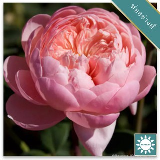 30 เมล็ด เมล็ดพันธุ์ กุหลาบ พันธุ์ The Alnwick Rose Seeds ดอกใหญ่ นำเข้าจากต่างประเทศ พร้อมคู่มือ เมล็ดสด ใหม่