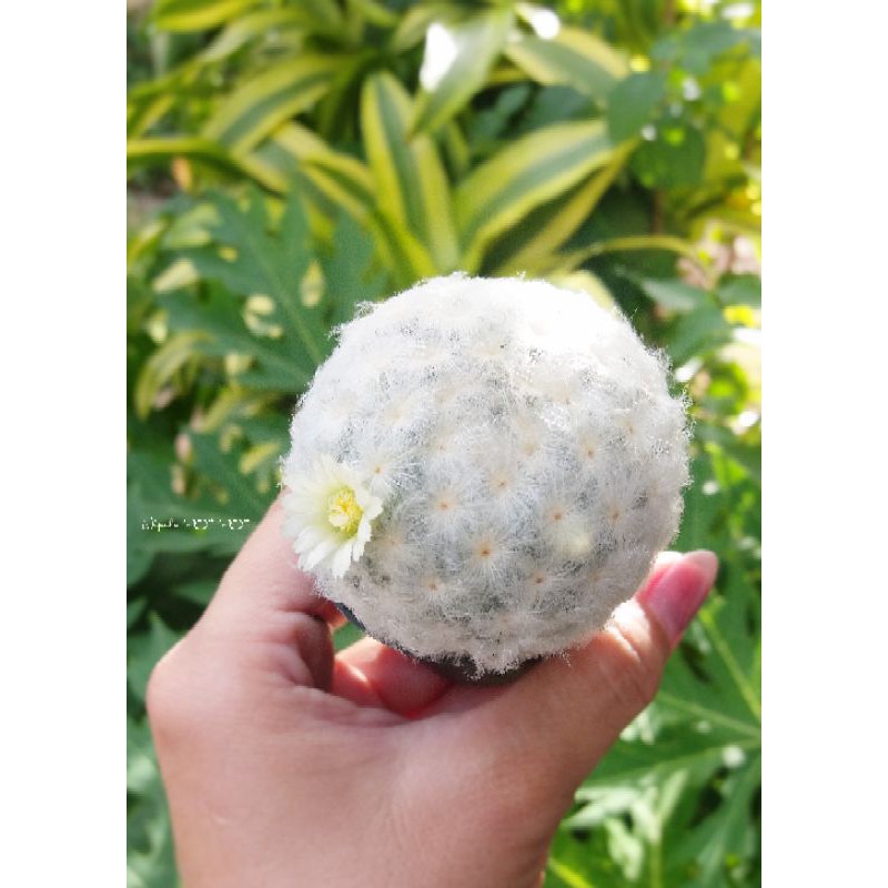 🌼🌵🌼 แมมขนนกขาว นกญี่ปุ่น ดอกสีขาว ``Mammillaria plumosa´´