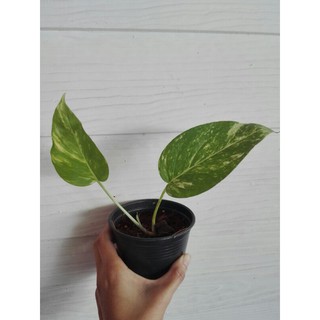 พลูฉีกด่าง เหลือง อีพิด่าง epipremnum pinnatum variegated