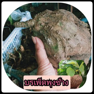 หัวบรเพ็ดพุงช้าง ขนาด500-1kg