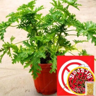 Benih Pokok Bunga 50Pcs Mozzie Buster บ้านสวนเมล็ดพันธุ์ไล่ยุงในร่มเมล็ดพันธุ์ผักพืชสดเมล็ด Ai YDQM