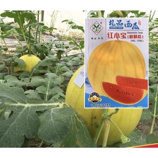 Golden watermelon seed super sweet / ทองแตงโมเมล็ด เมล็ดผลไม้สี่ฤดูผิวบางหวาน10เม็ด园艺/儿童/花园/男装/通心菜/内裤/种子/上衣/文胸/苹果/ IE1M