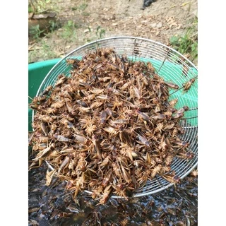จิ้งหรีดไข่ สดๆ เลี้ยงเอง ❌อ่านรายละเอียดก่อนสั่ง❌