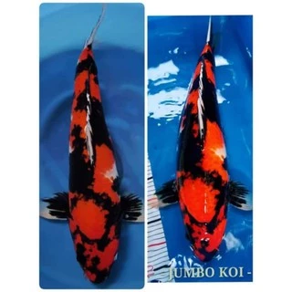 อาหารปลาคาร์ฟ Jumbo KOI ขนาด 5kg ,10 kg
