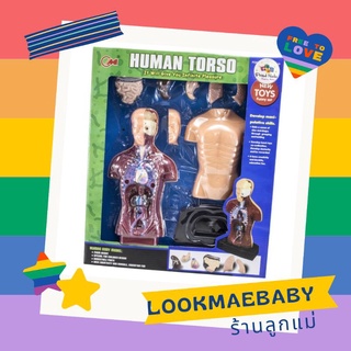 Human Torso ชุดจำลองระบบร่างกาย Human Anatomy อุปกรณ์การเรียนรู้ ของเล่นเสริมพัฒนาการ