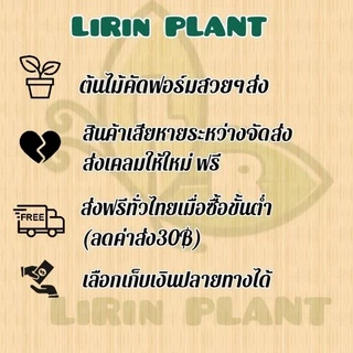 🪴ต้นลิ้นมังกรแคระ ฮานิอาย/เจดีย์ทอง/ซิลเวอร์โกลด์/ลิ้นมังกรดำ/มณีทาวเวอร์ Snake Plant ต้นไม้ฟอกอากาศ(ส่งพร้อมทั้งกระถาง)