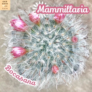 [แมมขนแมว] 6 เซนติเมตร Mammillaria bocasana ไซส์ใหญ่ ลูกโต ลูกใหญ่ ขนฟู กลมโต อวบอ้วน แมวอ้วน แคคตัส cactus