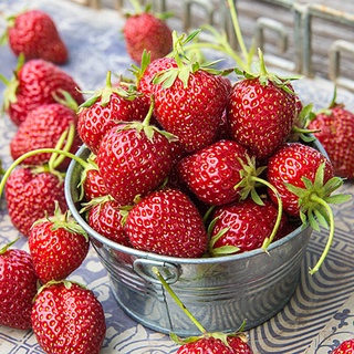 20 เมล็ด Ozark Strawberry เมล็ดสตอเบอร์รี่ สตรอเบอร์รี่ สตอเบอรี สตอเบอรี่