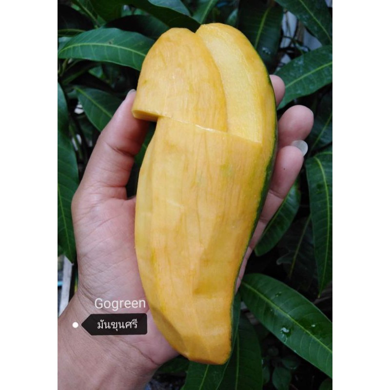 ต้นมะม่วงมันขุน​ศรี​ ***กินดิบมันสุกหวาน***