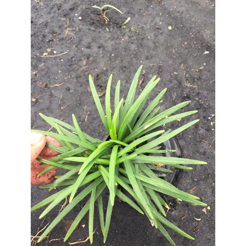 ต้นหนวดปลาดุกแคระ ถุง2 ขั้นต่ำ 10 ต้น อ่านรายละเอียดก่อนสั่งค่ะ - รูปที่ 3