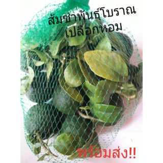 ผลส้มซ่า ส้มซ่า ปลอดสาร 500กรัม (มี2พันธุ์) พันธุ์โบราณเปลือกหอม และ พันธุ์ปกติ