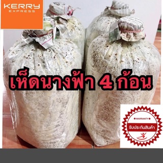 เชื้อเห็ดนางฟ้า ก้อนเห็ดนางฟ้า ขนาด4ก้อน (แถมคู่มือการเพาะเห็ดอย่างละเอียด)