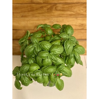 Italian Basil  Plant 🪴 ต้นโหระพาอิตาลี่ พุ่มใหญ่ ปลูกทานได้หลายปี กระถาง 5 นิ้ว
