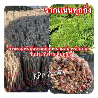 กิ่งชะอมพันธุ์หนามน้อย หนามสั้น🌳กิ่งละ8บาทพร้อมปลูก🌱 รับประกันรากเต็มทุกกิ่ง