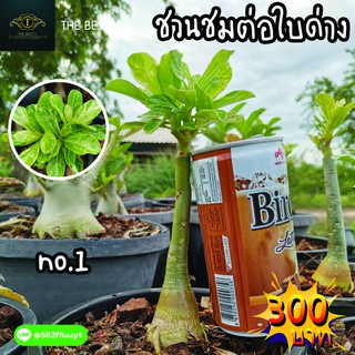 🌿ต้นชวนชม ไม้ต่อใบด่าง ต้นสวยๆ ถอนส่ง 🌱🌎ราคาถูก🌎