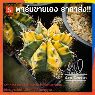 สวนขายเอง! ยิมโนด่างต้นใหญ่มากคละลาย Gymnocalycium hybrid ไซส์กระถาง 2 นิ้ว แคคตัส กระบองเพชร ต้นไม้ประดับ อวบน้ำ แคนตัส