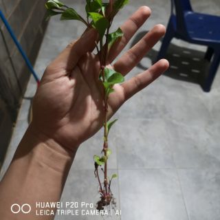 🌿พันธุ์วอเตอร์เครส (Watercress) ส่งแบบรากพร้อมปลูก​ ต้นใหญ่แข็งแรง​  ชุดละ​ 3​ ต้น​ 9​ บาท​  ขั้นต่ำ5ชุด