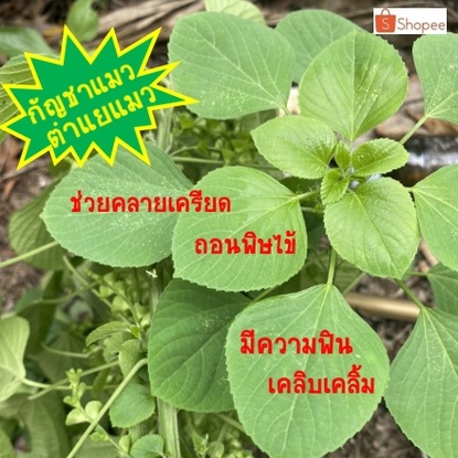 ตำแยแมว กัญชาแมว ตำแย ต้นสดตำแย ต้นสดกัญชาแมว ( 20ต้น /แพค )