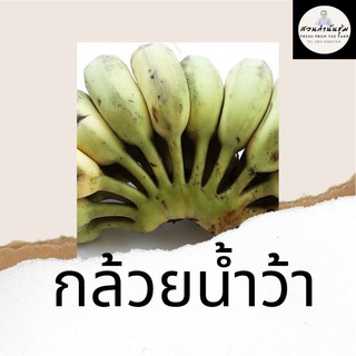 กล้วยน้ำว้า กล้วยใต้ Banana Namwa แพค 1 หวี(16-20ลูก)