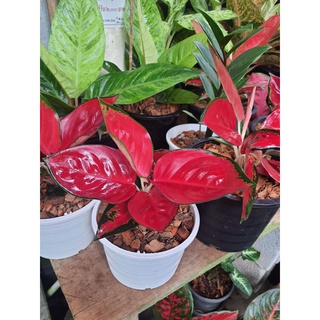 อโกลนีมา สุขสมใจปอง Aglaonema. Changdaeng ราชาแห่งไม้ประดับ ไม้มงคล  ต้นสูง 35-40 ซม กระถาง 6 นิ้ว ใบสีแดงสด สวยมากๆ...