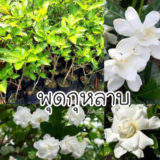 ต้นพุดกุหลาบ☘สูง40-60cm ต้นสวยพร้อมส่ง(รับประกันสินค้าชำรุด)