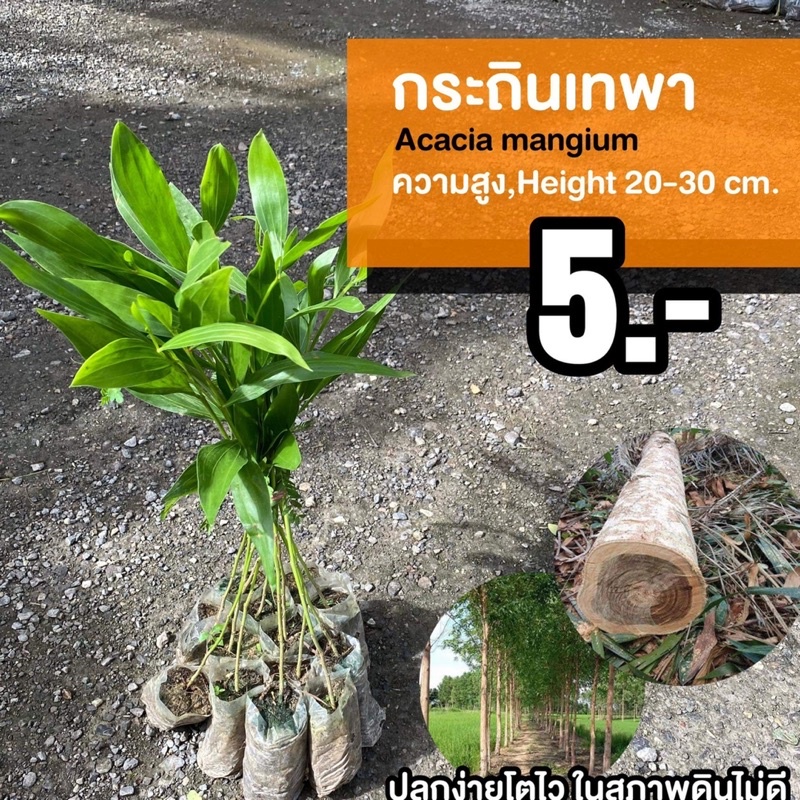 กระถินเทพา (จำนวน 1 ต้น) Acacia mangium