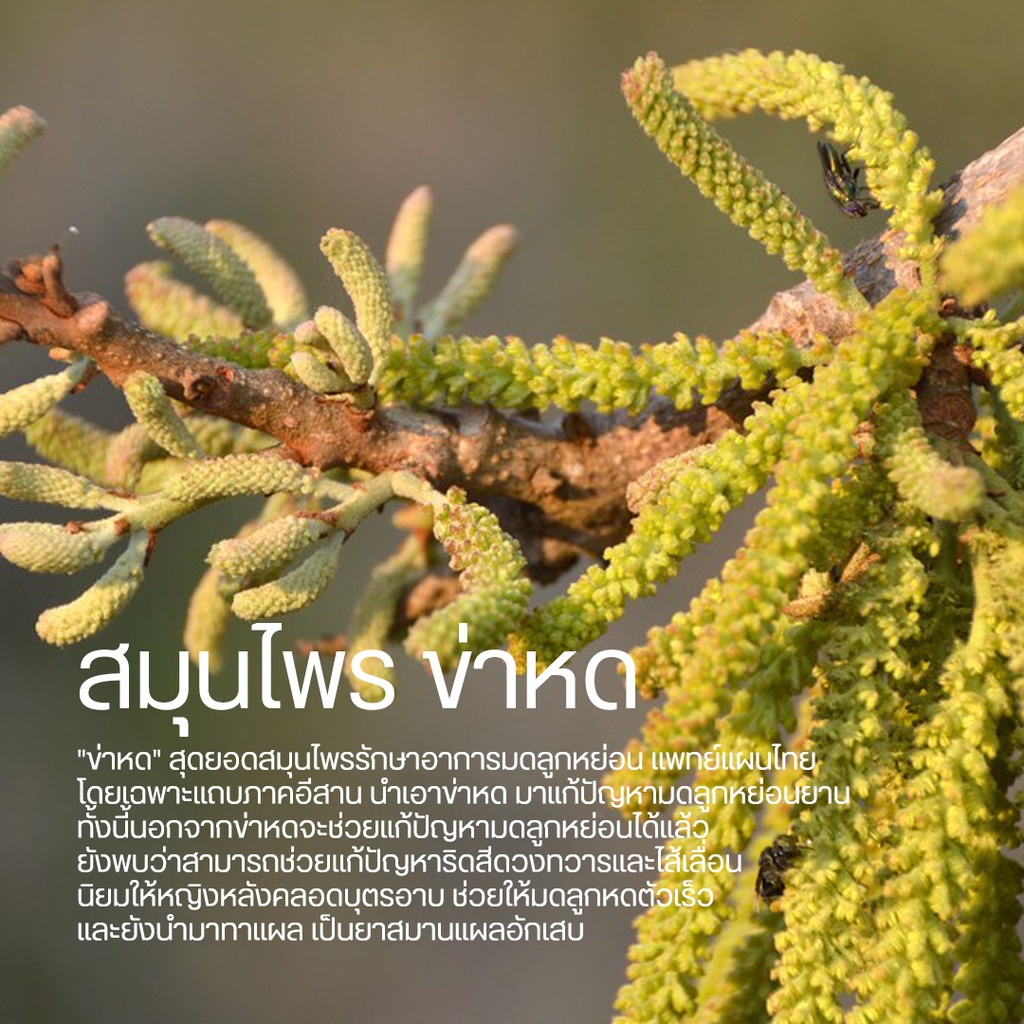 สารสกัดสมุนไพร ข่าหด (Engelhardia Spicata Blume) เข้มข้นสูง ชนิดน้ำ ขนาด 25 มล. ราคา ถูกที่สุด ดีลบีเคเค แกลเลอรีภาพที่ 5