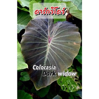 Colocasia  DarkWidow