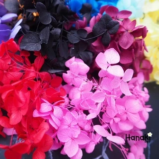 【พร้อมส่ง】🌻ดอกไฮเดรนเยียแห้ง ไฮเดรนเยียกลีบเล็ก🌻 Preserve hydrangeas ดอกไม้ทำเรซิ่น