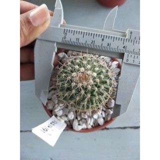 แคคตัส ต้นไม้ ตะบองเพชร Mammillaria Hahniana ฮาห์เนียนา แมมแม่เฒ่า #1