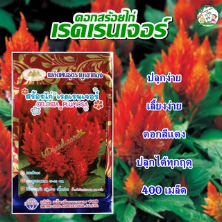 เมล็ดดอกสร้อยไก่ เรดเรนเจอร์ (400 เมล็ดโดยประมาณ) เมล็ดพันธุ์ดอกสร้อยไก่ เมล็ดดอกไม้ ดอกสร้อยไก่ ตราภูเขาทอง