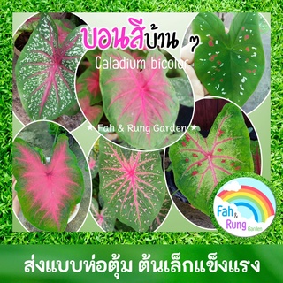 🌱บอนสีบ้านๆ (ส่งห่อตุ้ม)