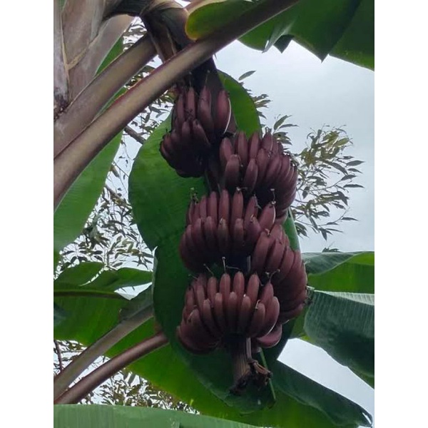 หน่อกล้วยนาก ส่งตรงจากสวน 🍌 เป็นหนึ่งในกล้วยมงคล 🍌