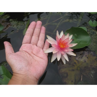 7 เมล็ด เมล็ดบัว สีส้ม ดอกเล็ก สายพันธุ์เมล็ดบัว ดอกบัว Lotus seeds