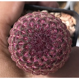 หัวไม่แดง ไม่มีแรงโพส🤪💜💜💜Echinocereus rigidissimus หรือที่เรียกกันทั่วไปว่า Arizona Rainbow Cactus