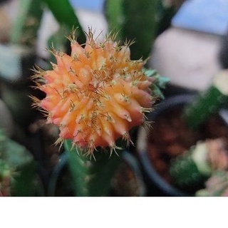 ยิมโนคริสด่าง สีส้มสวย#cactus#gymno