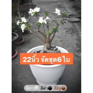 กระถางพลาสติก 22 นิ้ว มี4สี (6ใบ)