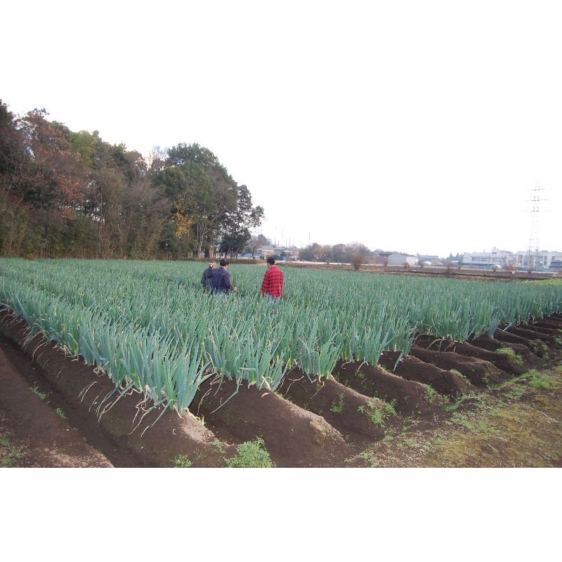 เมล็ดพันธุ์ ต้นหอมญี่ปุ่น หอมญี่ปุ่น (Japanese Bunching Onion) เมล็ดต้นหอม ต้นหอม - รูปที่ 3