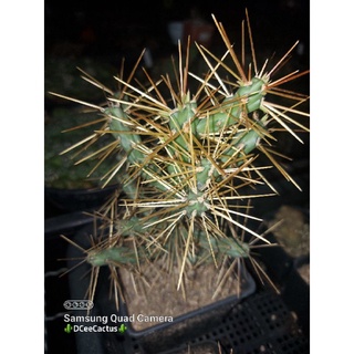 Cylindropuntia hystrix