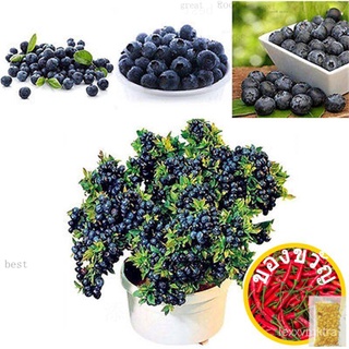 30pcs Blueberry Fruit Tree Seeds Sweet Taste Home Shortbush Garden Decor Plant Lover Potกางเกง/ผักชี/ดอกไม้/​​กระโปรง/มั