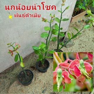 ต้นนกน้อยนำโชค พันธุ์ตัวเมีย ดอกคล้ายนก ตัวสีเขียว /ในกระถาง5นิ้ว รากแน่น