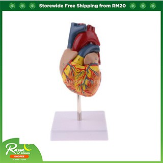 [FinevipsMY] 1:1 Human Heart Model Anatomical Anatomy Biology Study Education Lab Teacher PGRL