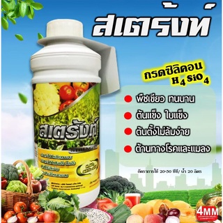 สเตร้งท์ (ซิลิคอน) ขนาด 1 ลิตร พืชเขียวทน ต้นตั้งตรงไม่ล้มง่าย