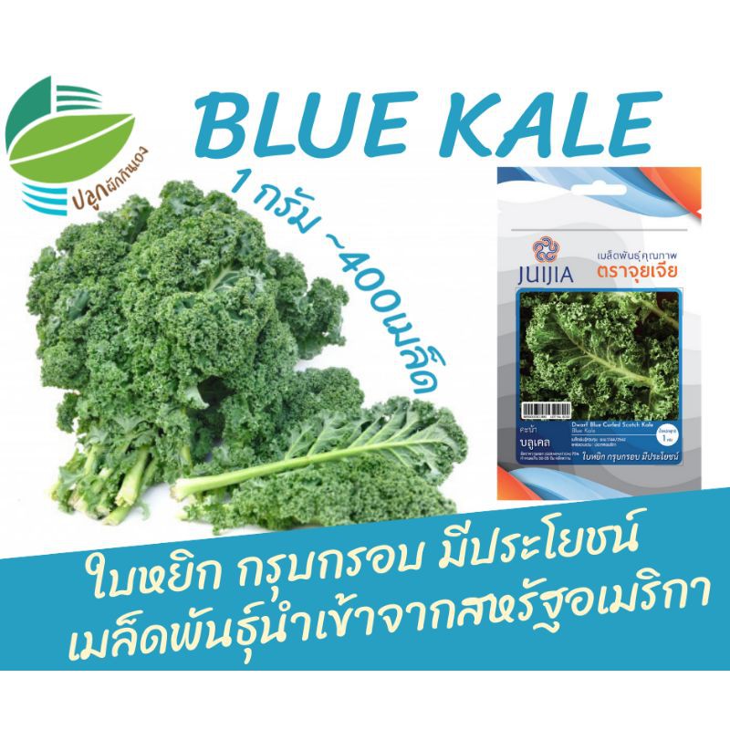 ผักเคล คะน้าใบหยิก (Blue Kale)​ ~400เมล็ด นำเข้าจากสหรัฐ​อเมริกา​